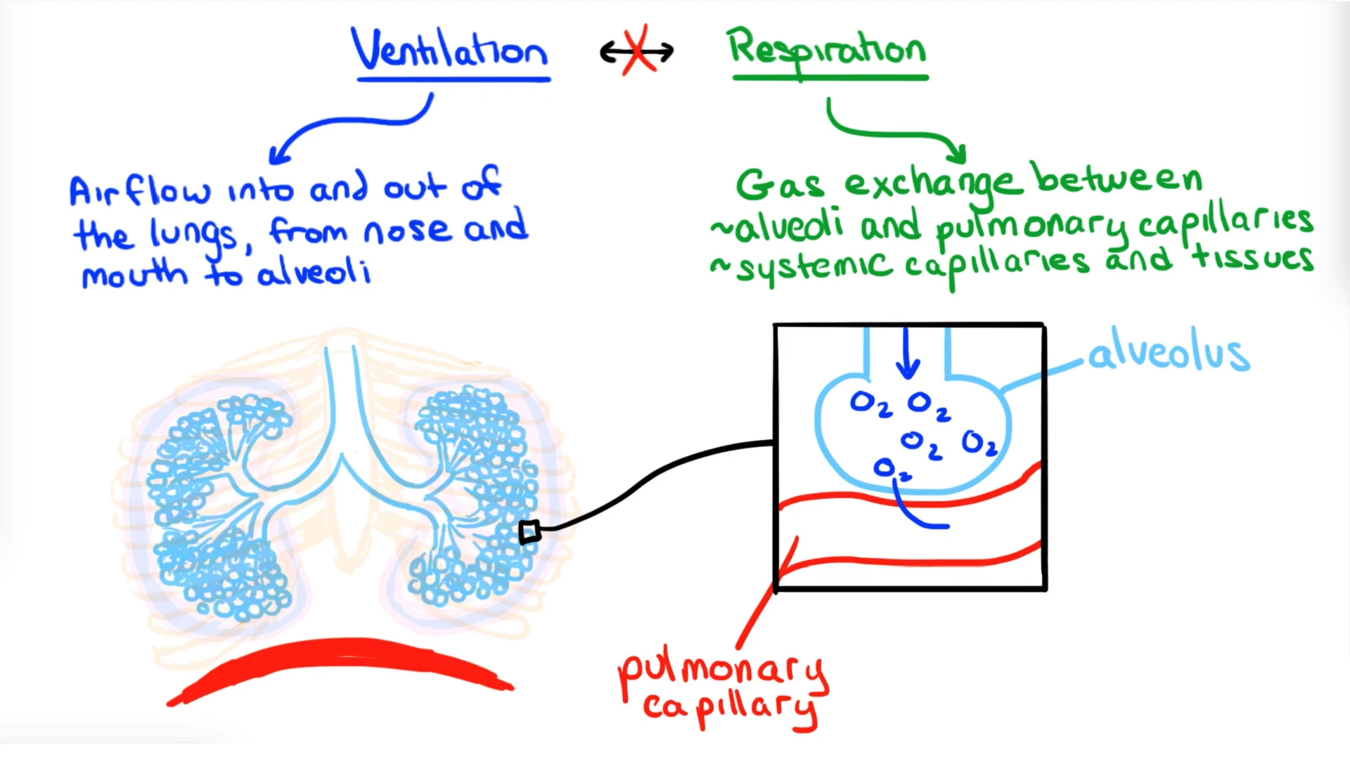 Ventilation vs. Respiration Thumbnail